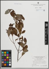Foto von Salix atrocinerea Brot.